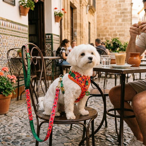 Perro pequeño con accesorios WALKO