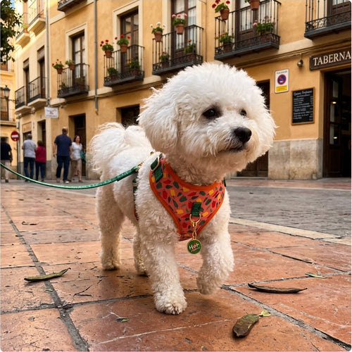 Perro pequeño con accesorios WALKO