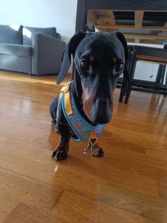 resena-walko-5