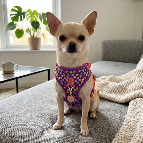 Perro pequeño con accesorios WALKO