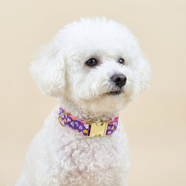 Collar Clásico Ajustable para Perros Pequeños