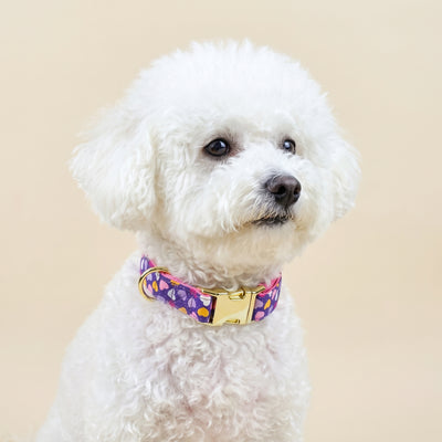 Collar Clásico Ajustable para Perros Pequeños
