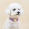Collar Clásico Ajustable para Perros Pequeños