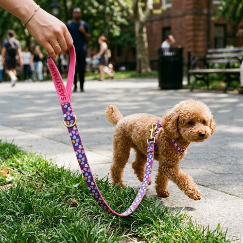 Perro pequeño con accesorios WALKO