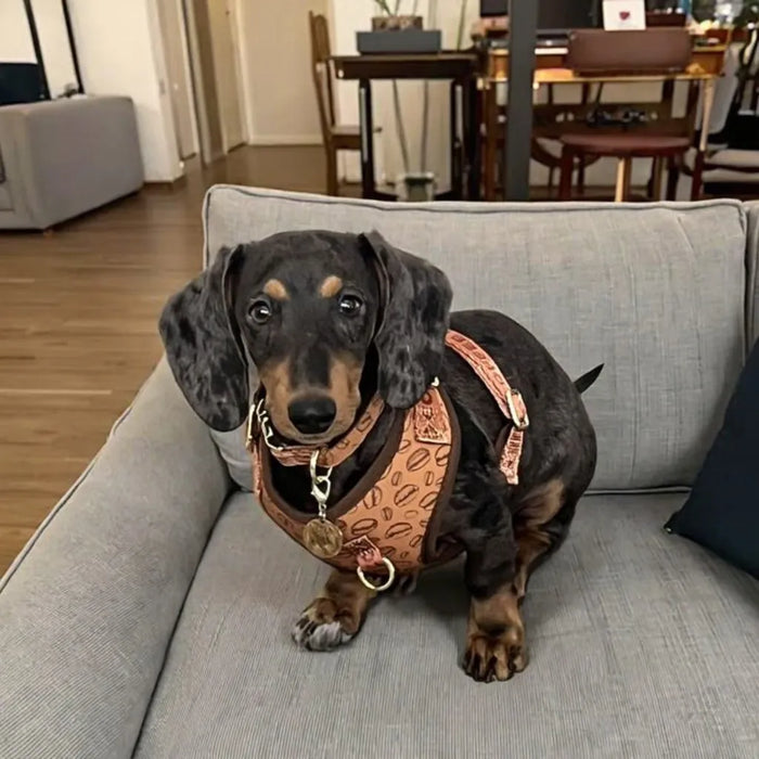 Arnés Antitirones para Perros Pequeños — Ajustable, Acolchado y con Placa
